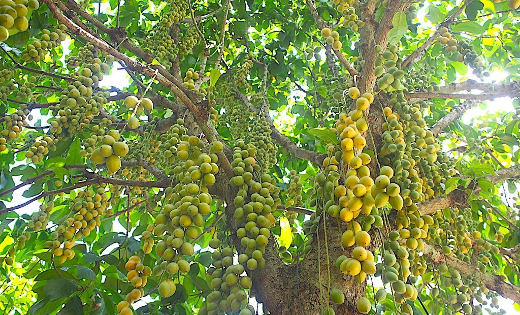 Vườn dâu tại Đồng Nai khiến nhiều phượt thủ mê mẩn